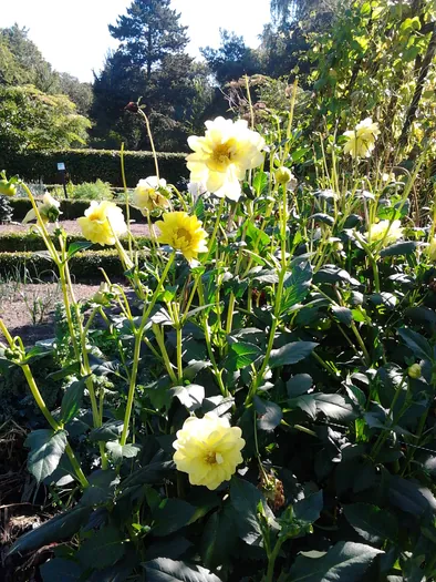 Openluchtmuseum Bokrijk (België)